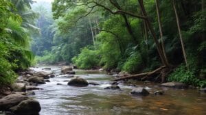 Rainforest Environment